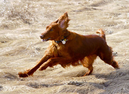 FIELD SPANIEL